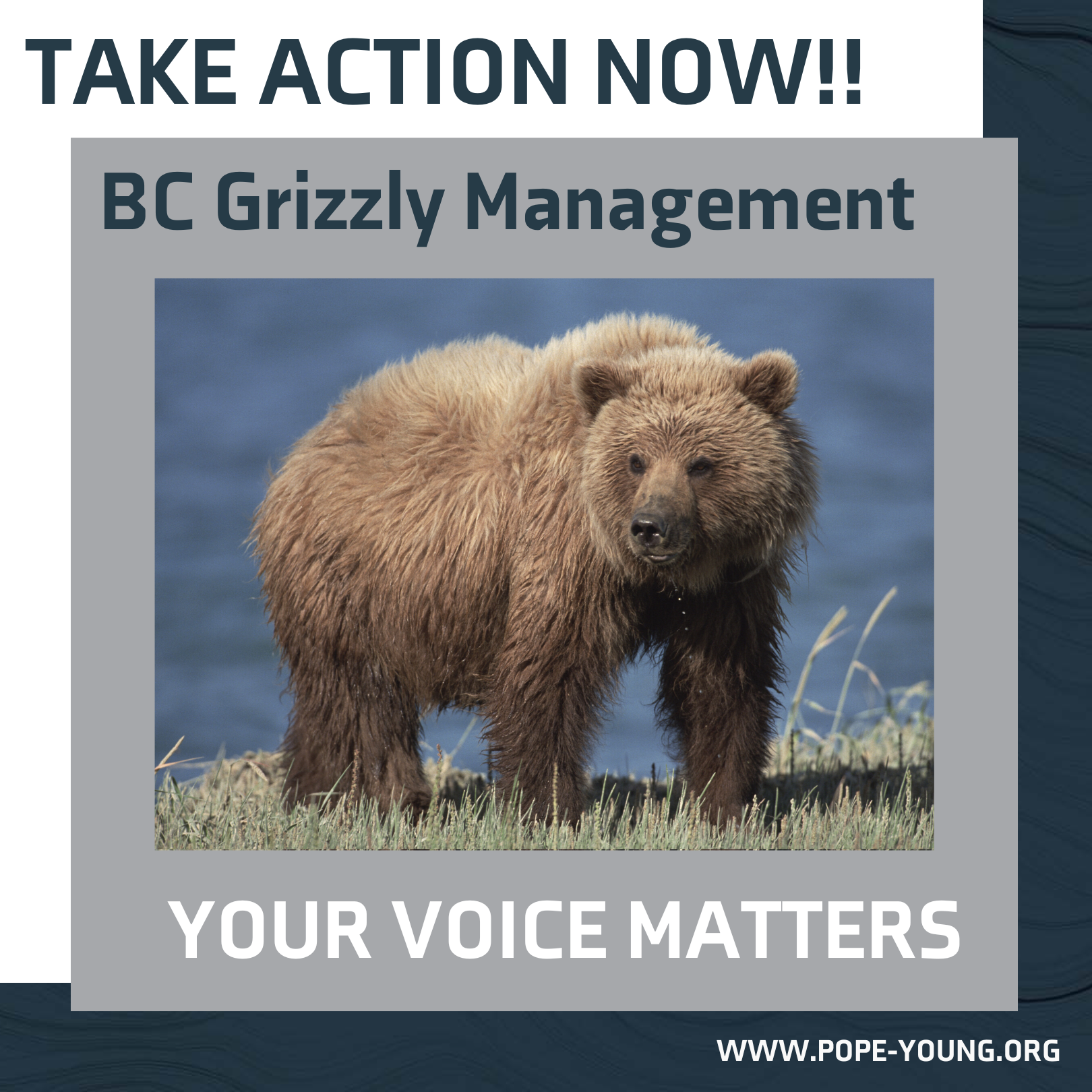 
POPE AND YOUNG ACTION ALERT – BC GRIZZLY MANAGEMENT
