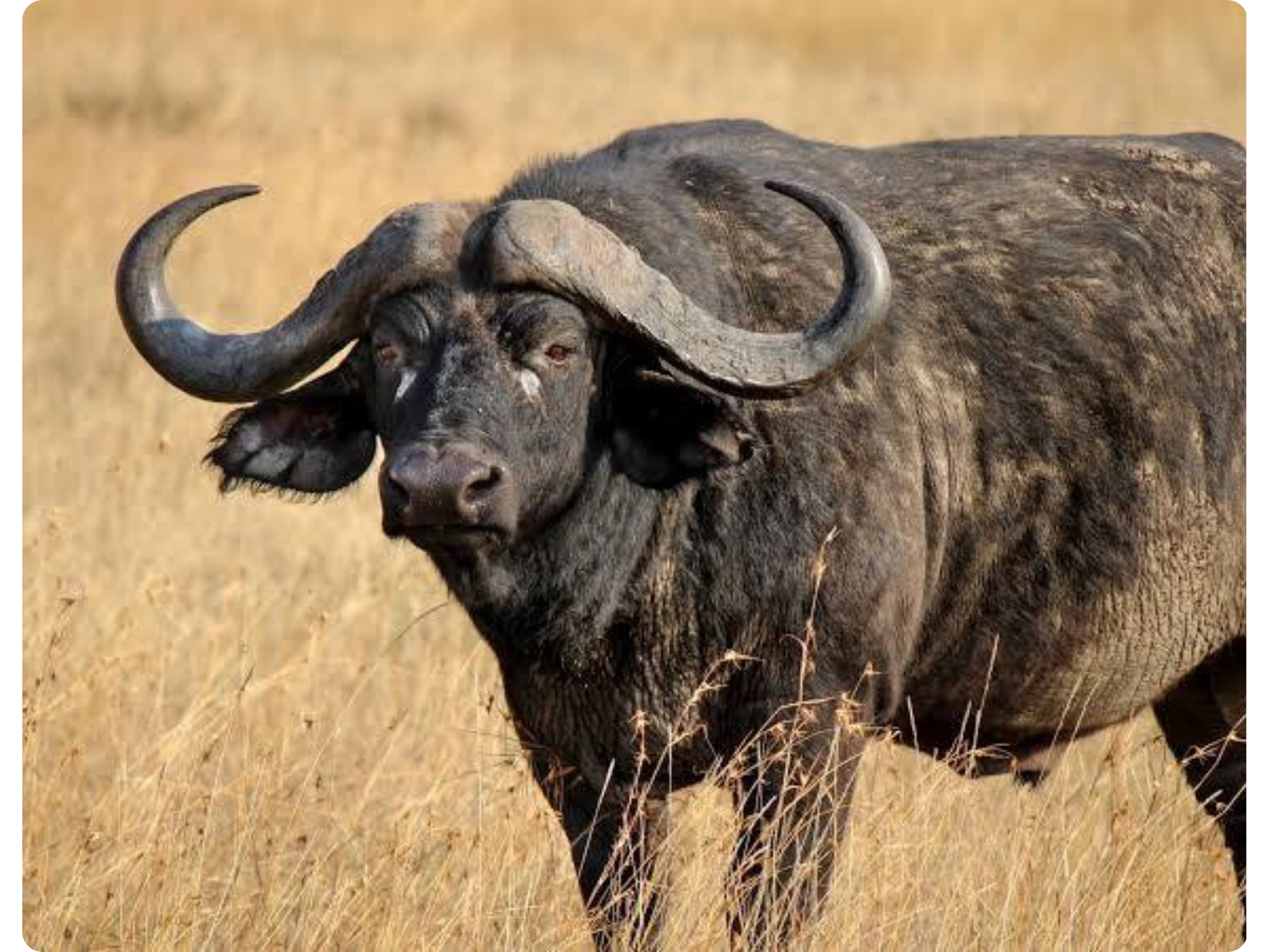 Cape Buffalo Hunt