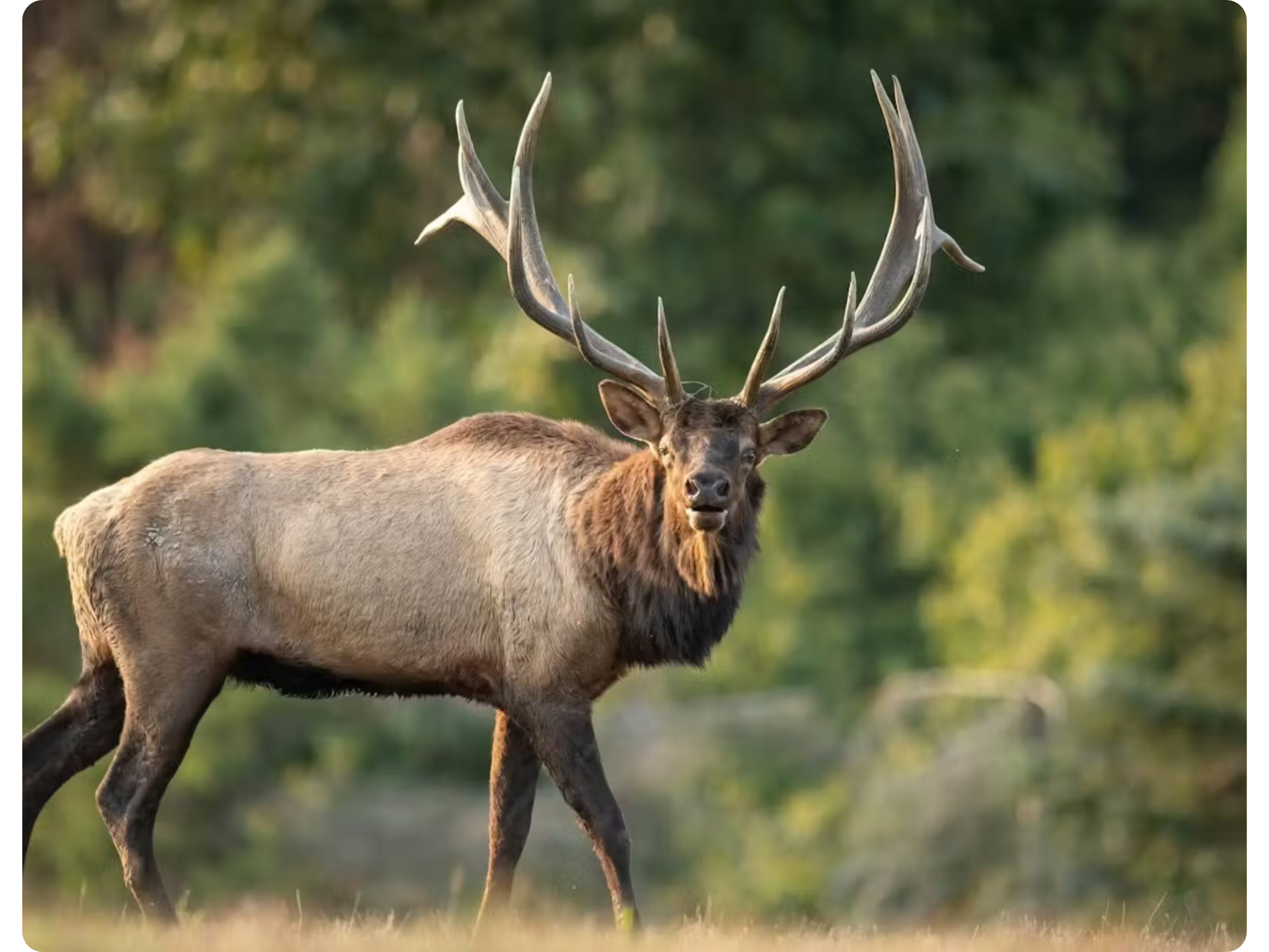 Montana Elk Hunt