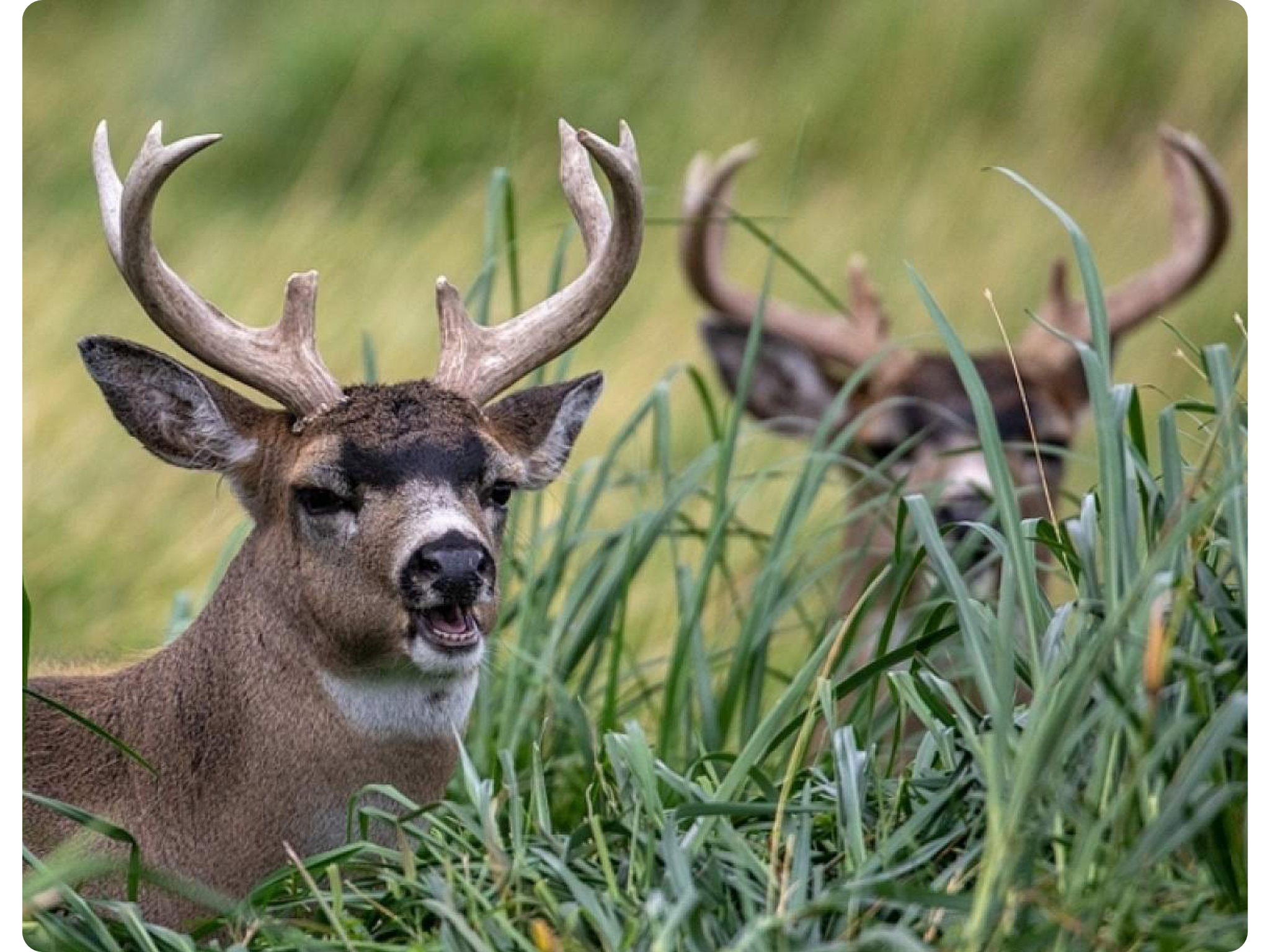 Sitka Blacktail Hunt