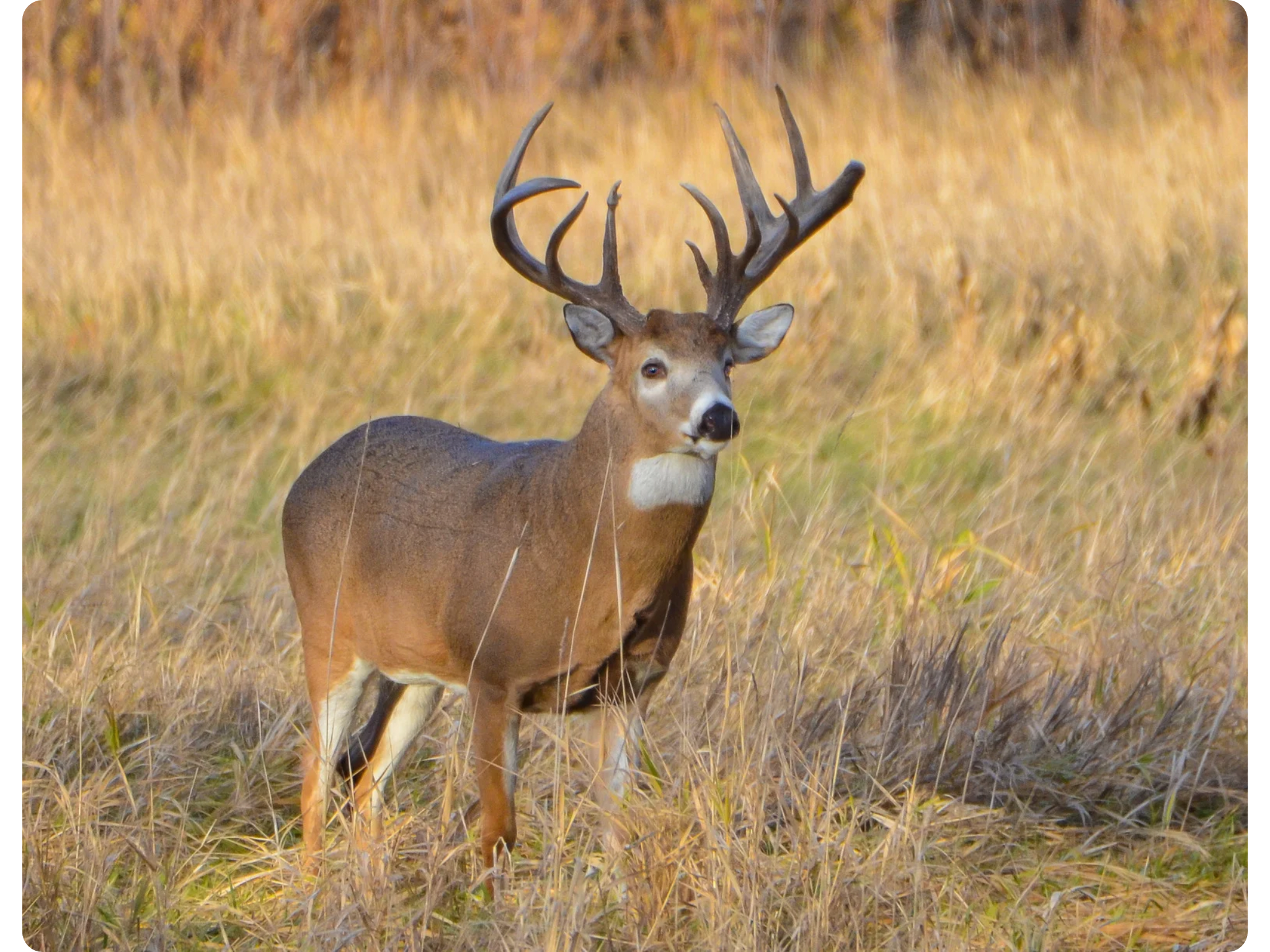 Whitetail Hunt